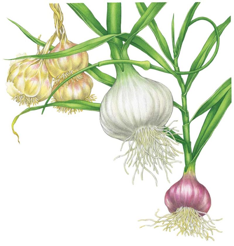 “Growing Garlic” drew praise from reader Haley Tuner for both Barbara Pleasant’s informative writing and Keith Ward’s elegant illustrations.